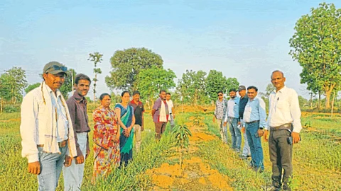 Paddy Farming