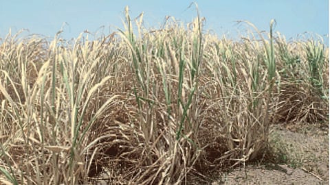 Sugarcane Crop Update