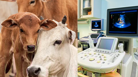 Animal Ultra Sonography