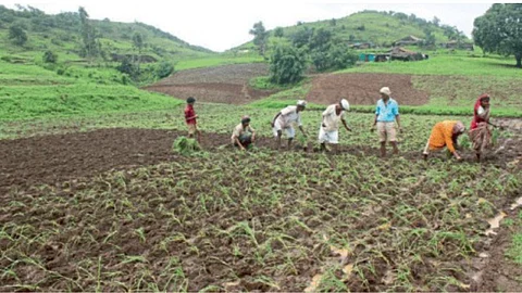 Millet Mission
