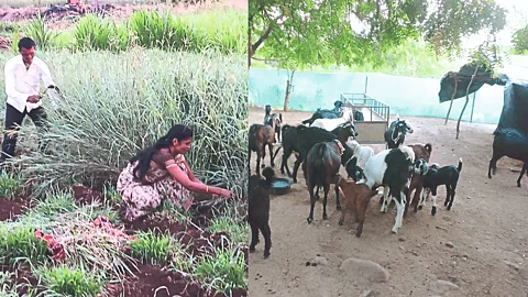 Goat farming