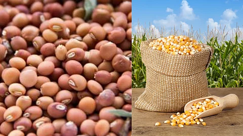 Tur, Maize Market