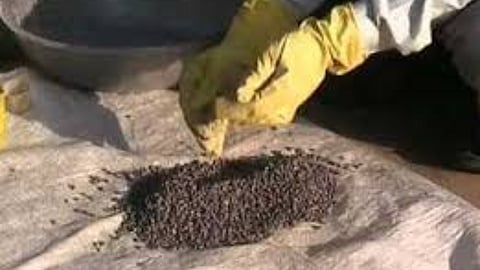Seed Processing