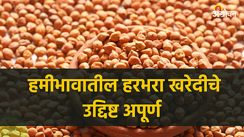 Chana Procurement
