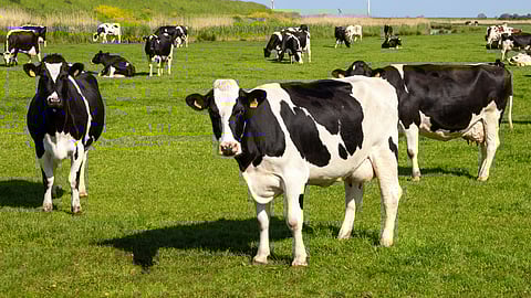 Animal Ringani Disorder