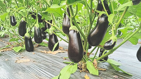 Brinjal