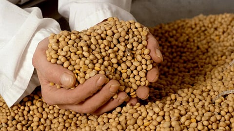 Soybean Market Rate : चार महिन्यांपासून सोयाबीनचे दर स्थिरच