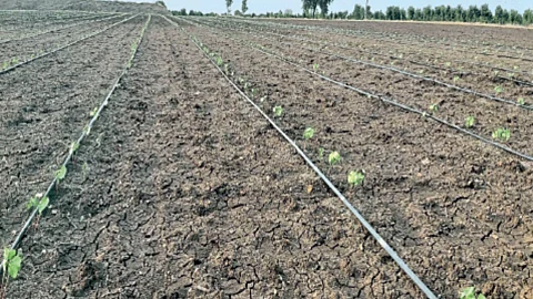Cotton Cultivation