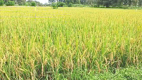 Rice Varieties