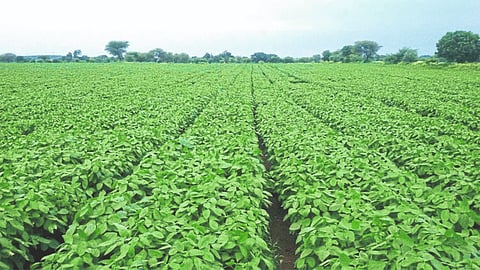 Soybean Update
