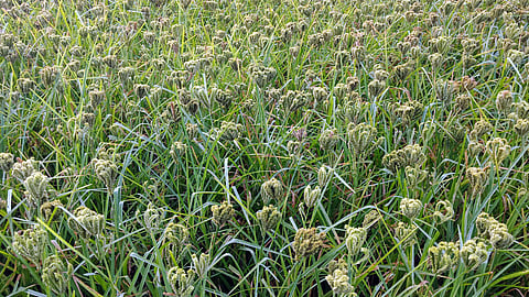 Ragi Cultivation