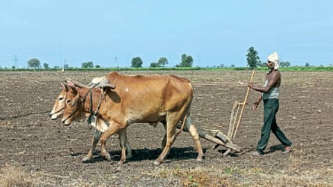 kharif Sowing