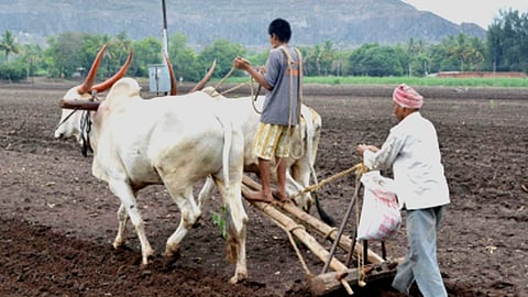 Kharif Sowing