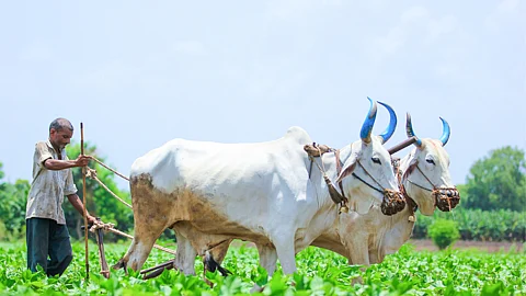 Farm Bull Diet