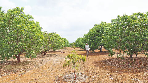Mango Orchard