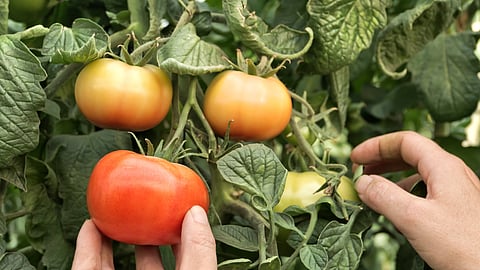 Vegetable Production
