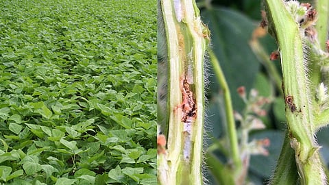 Soybean Stemfly Pest