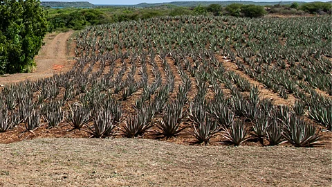 Aloevera Cultiavtion