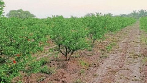Pomegranate Farming