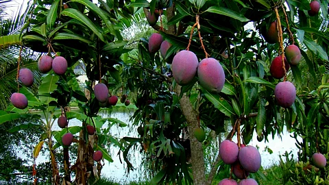 Miyazaki Mango