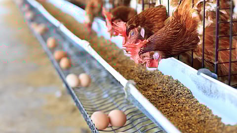 Poultry Industry
