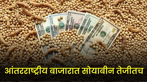 Soybean Market