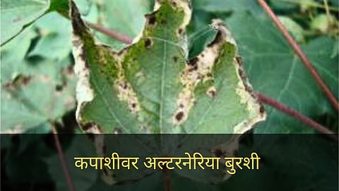 Alternaria fungus on cotton