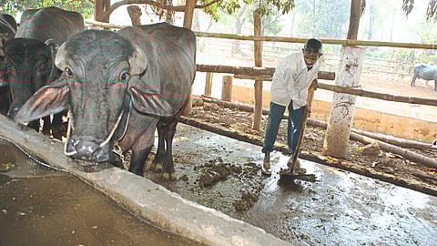 Infectious Animal Diseases