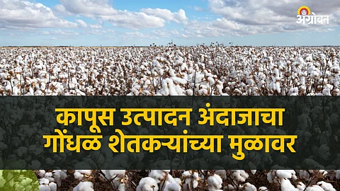 Cotton Production