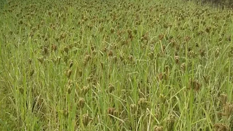 Ragi Crop