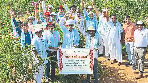 Pomegranate Production