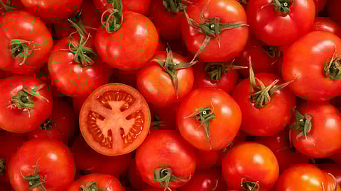 Tomato