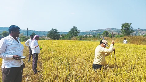 Rice Production