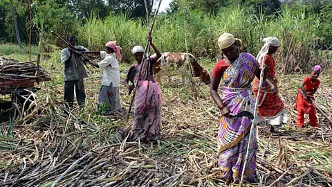 Sugarcane Worker