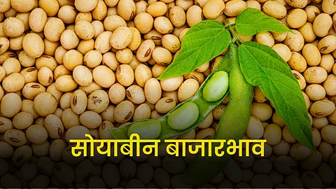 Soybean Rate