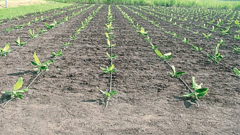 Drip Irrigation