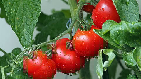 Tomato Variety