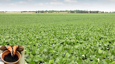 Biofertilizer Use