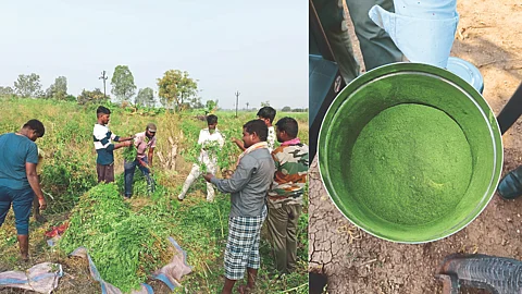 Moringa Powder
