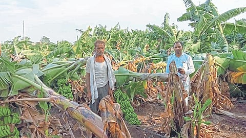 Crop Damage