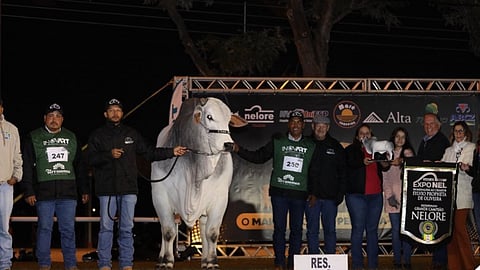 Most Expensive Nellore cattle breed