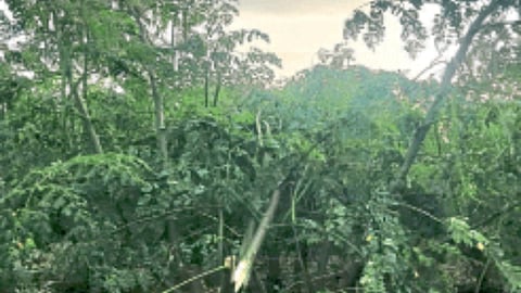 Crop Damage In Nashik