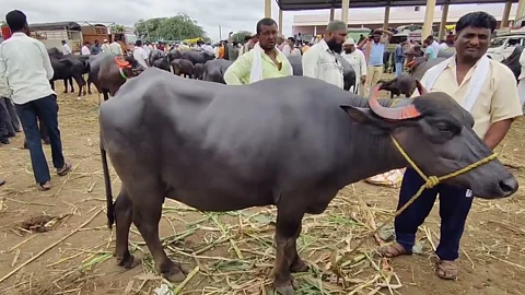Badnera Animal Market