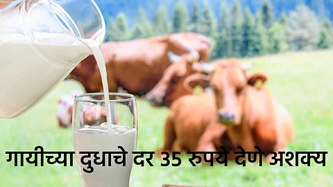 Cow Milk Rate