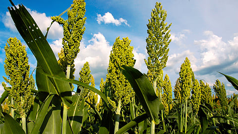 Kharif Jowar Variety