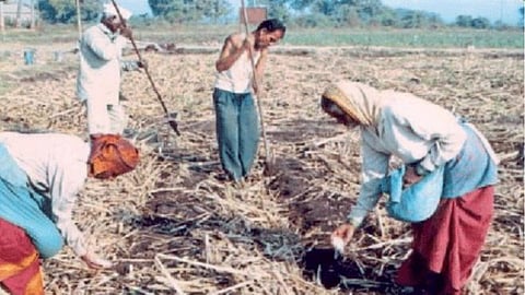 Sugarcane Management