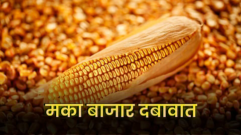 Maize Market : मका बाजार दबावात