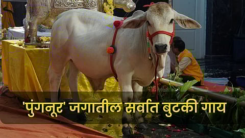 Punganur Cow