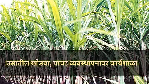 Sugarcane Management