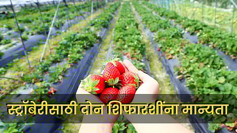 Strawberry Farming : स्ट्रॉबेरी पिकासाठीच्या दोन शिफारशींना मान्यता